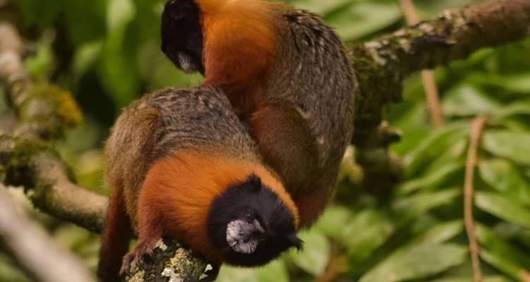 4 Days Cultural Yasuni Jungle Tour (Ticket Included) - Responsible Travel South America 3