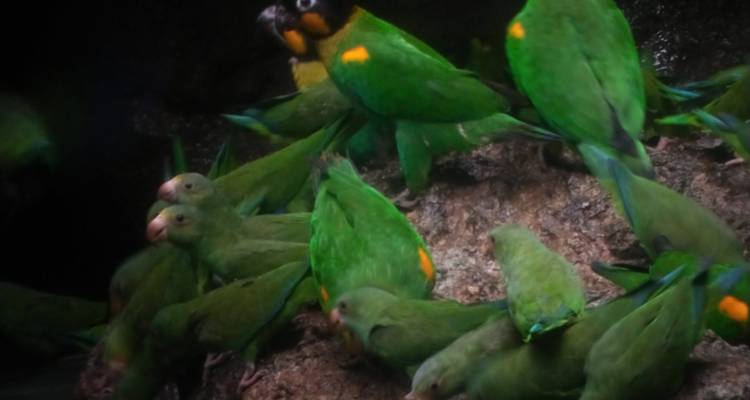 4 Days Cultural Yasuni Jungle Tour (Ticket Included) - Responsible Travel South America 4