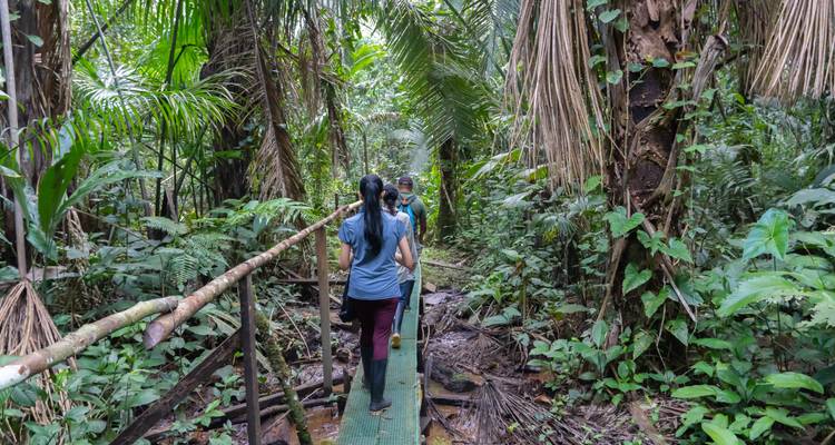 Kleine Gruppen gehen auf einem erhöhten Holzsteg durch üppige Vegetation des Amazonas-Dschungels.