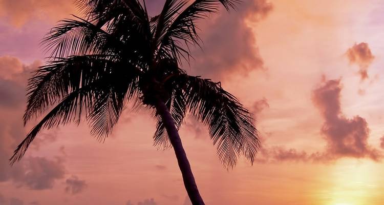 Silhouette of a palm tree against a colorful sunset sky.