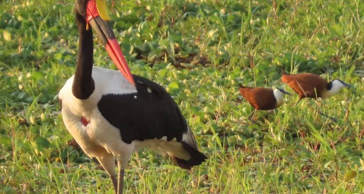 Ultimate Chobe, Elephant Sands, Makgadikgadi Pans, Okavango Delta Safari et Moremi - 9 jours - Little Roz Tours 6