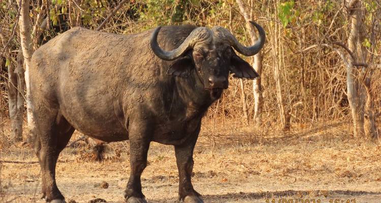 Ultimate Chobe, Elephant Sands, Makgadikgadi Pans, Okavango Delta Safari et Moremi - 9 jours - Little Roz Tours 9