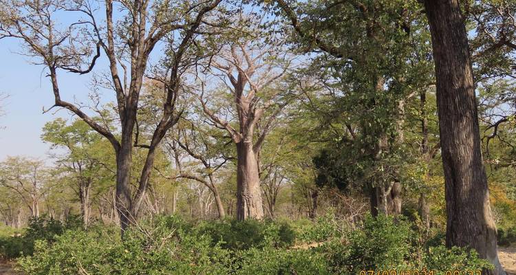 Ultimate Chobe, Elephant Sands, Makgadikgadi Pans, Okavango Delta Safari et Moremi - 9 jours - Little Roz Tours 3