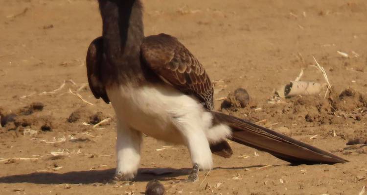 Ultimate Chobe, Elephant Sands, Makgadikgadi Pans, Okavango Delta Safari et Moremi - 9 jours - Little Roz Tours 4