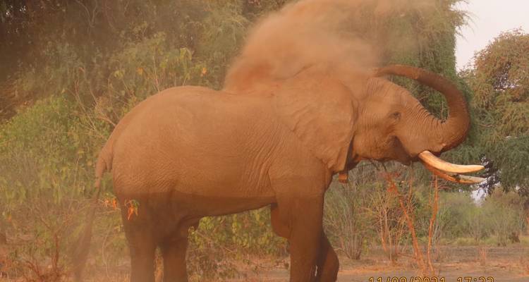 Ultimate Chobe, Elephant Sands, Makgadikgadi Pans, Okavango Delta Safari et Moremi - 9 jours - Little Roz Tours 8