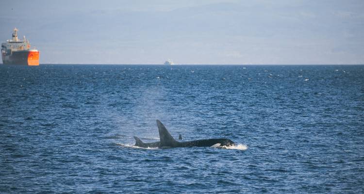 Walvissen zwemmen in de oceaan.