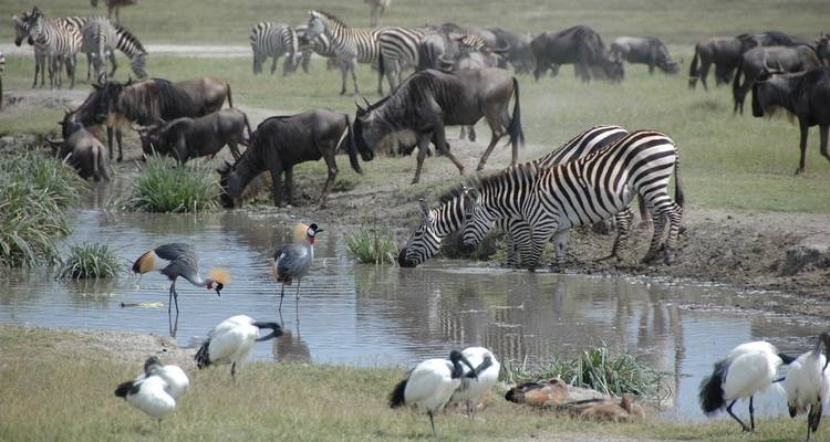 3 jours - Serengeti Safari en groupe avec accompagnement - Wonders of Creation Tours and Safaris 2