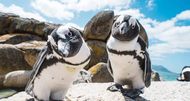Pingüinos en Playa Boulders cerca de Simon's Town.