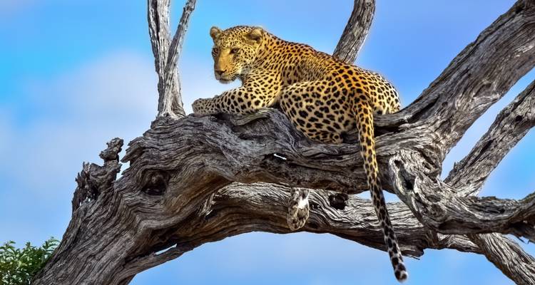 3 Days Best Ever Kruger National Park Safari from Cape Town - Africa Moja Tours & Transfers 3