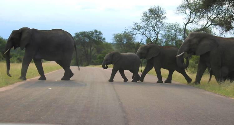 Safari dans le parc national Kruger au départ du Cap - 2 jours - Africa Moja Tours & Transfers 2
