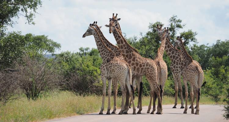 2 Days Best Ever Kruger National Park Safari from Cape Town - Africa Moja Tours And Safaris 5