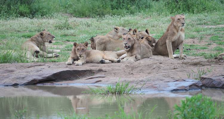 2 Days Best Ever Kruger National Park Safari from Cape Town - Africa Moja Tours And Safaris 3