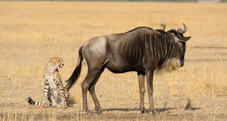 4 días - safari en grupo económico por Tanzania - Wonders of Creation Tours and Safaris 4