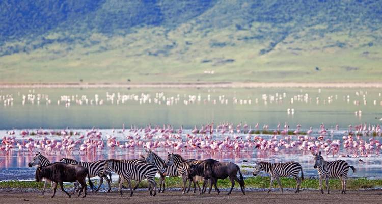 Eine Mischung aus Zebras und Gnus, die an einem mit Flamingos gefüllten See vorbeigehen.