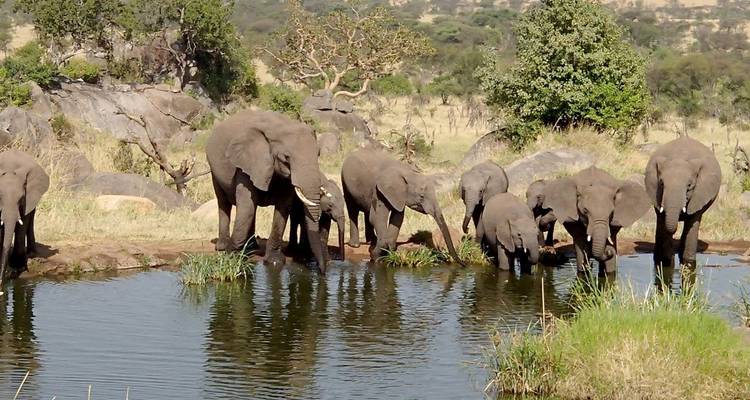 Eine Elefantenherde trinkt an einem Wasserloch.