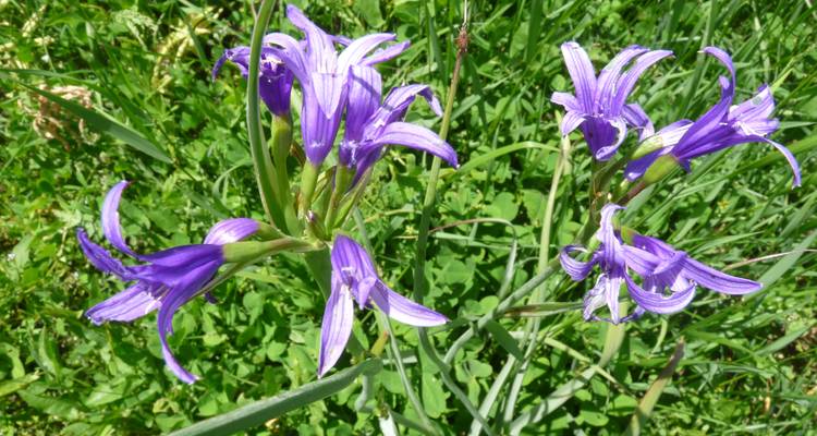 Gros plan de fleurs sauvages violettes dans la verdure.