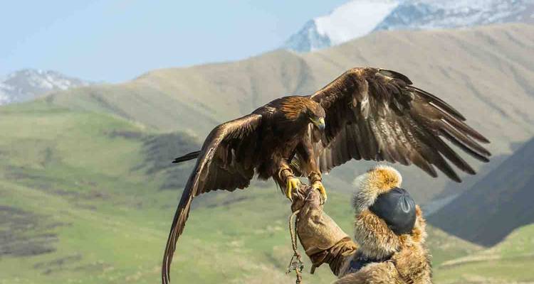 Ein Adler, der auf dem Arm eines Jägers in einer weiten grünen Landschaft sitzt.