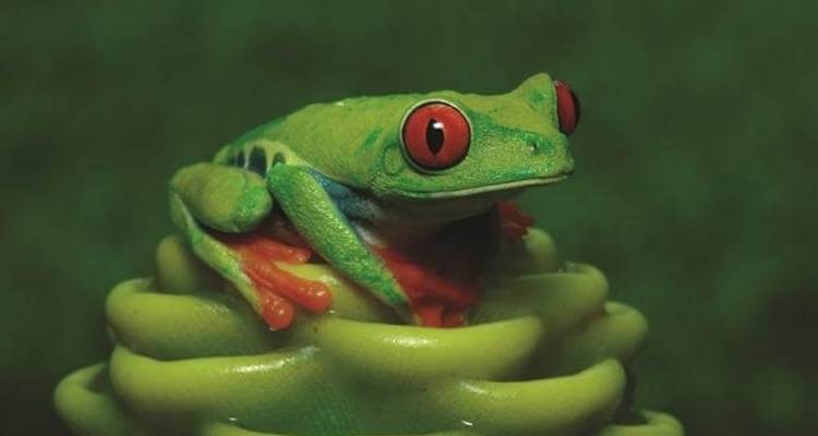 Ecotourisme au Costa Rica : forêts tropicales, café et littoral - Yellowwood Adventures Ltd 5