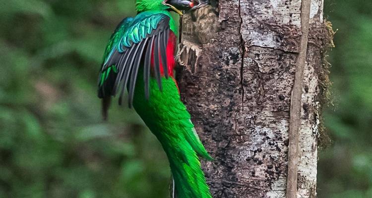 Ecotourisme au Costa Rica : forêts tropicales, café et littoral - Yellowwood Adventures Ltd 8
