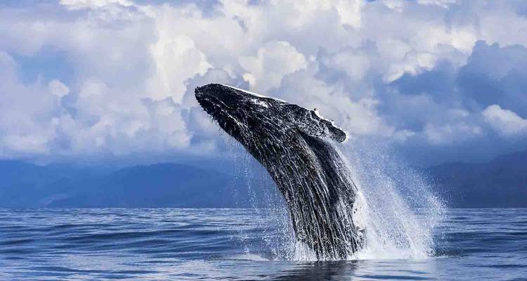 Baleine à bosse jaillissant de manière spectaculaire sur un fond de nuages menaçants