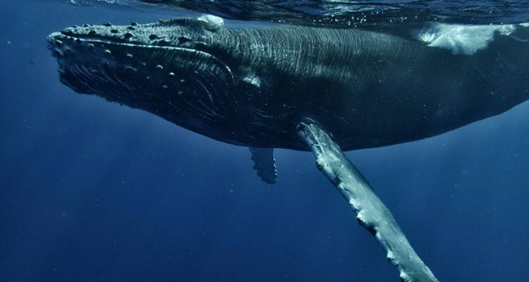 Un gros plan sous-marin d'une majestueuse baleine à bosse glissant dans les eaux océaniques bleu profond.