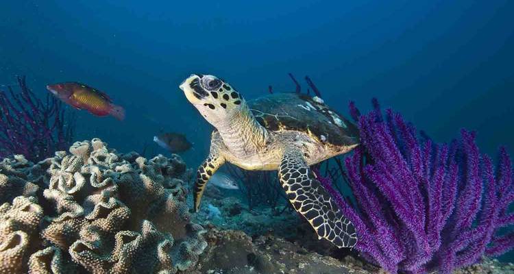 Unterwasserszene mit einer Schildkröte, die in der Nähe von Korallen schwimmt.