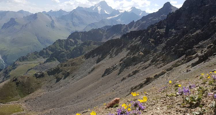 Ladera rocosa de montaña con flores silvestres coloridas en primer plano.