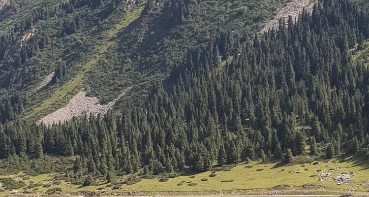 Bosque denso en la ladera de una montaña.