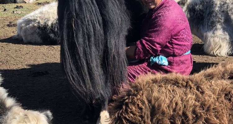 Montar a caballo con nómadas mongoles - Yellowwood Adventures Ltd 7