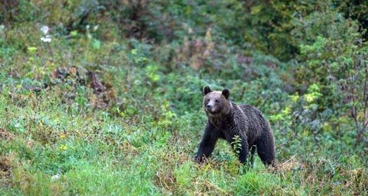 Romania's Wild Carpathian Peaks - Yellowwood Adventures Ltd 2