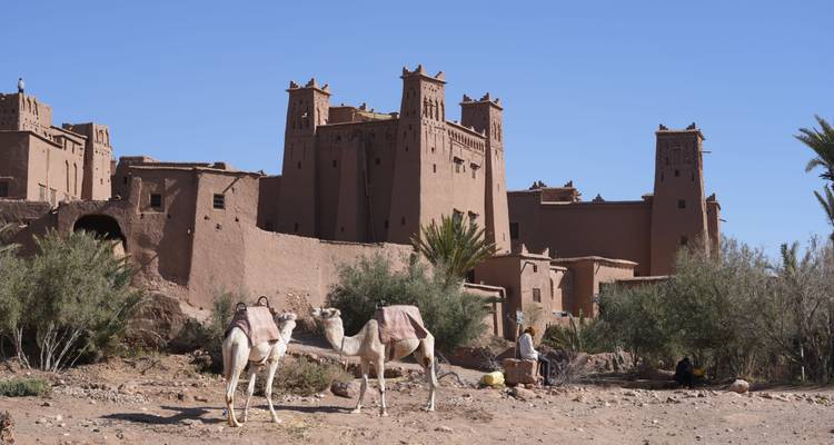 Dos camellos ensillados descansan frente a las torres de tierra del ksar de Ait Benhaddou bajo un cielo azul sin nubes.