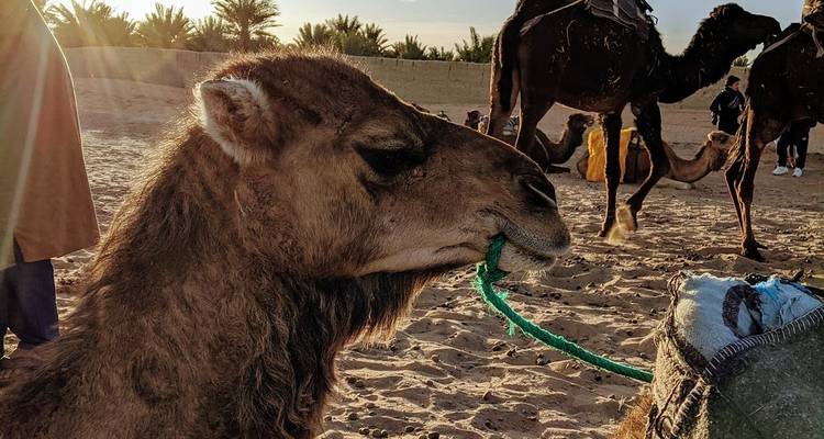 Paseo en Camello al Atardecer en el Palmeral de Marrakech - Morocco Trip Travel 10