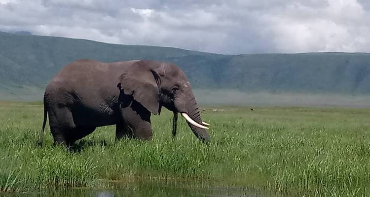 Safari en camping
 - Almighty Kilimanjaro 5