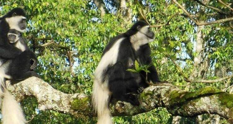 Safari en camping
 - Almighty Kilimanjaro 8