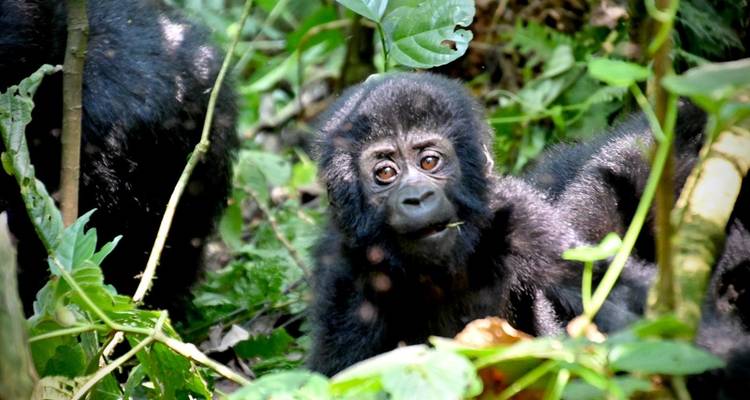 4 días de excursión en Gorila, Bwindi Uganda - All Time Safaris Ltd 1