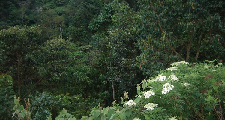 4 días de excursión en Gorila, Bwindi Uganda - All Time Safaris Ltd 4
