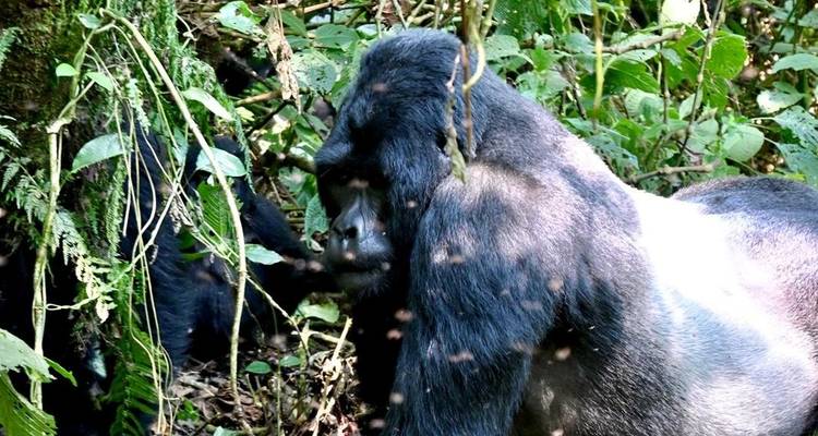 4 días de excursión en Gorila, Bwindi Uganda - All Time Safaris Ltd 6