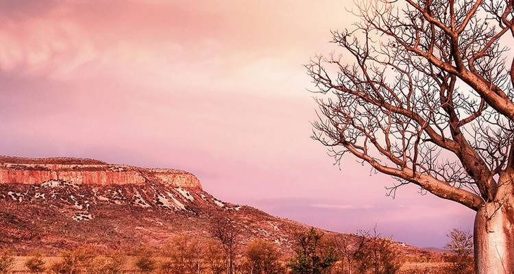 Rosa getönter Sonnenuntergangshimmel über einer zerklüfteten Mesa und einem markanten blattlosen Baobab-Baum im australischen Outback.