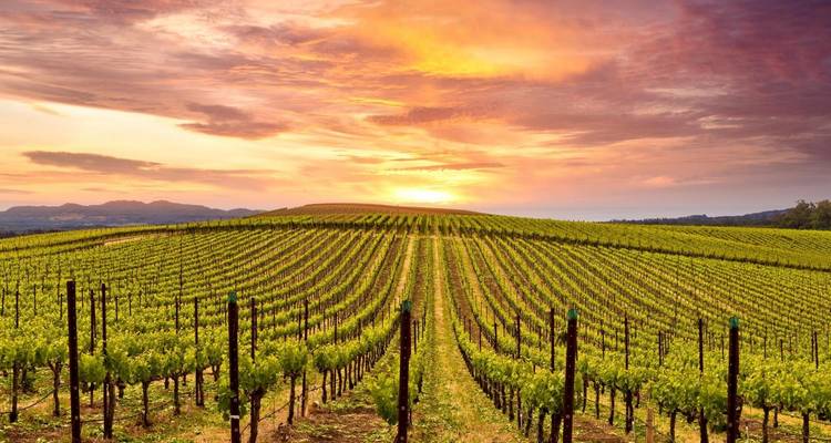 Panorama de California - Omega Tours 9