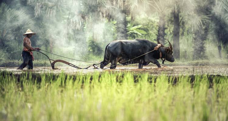 Local farmer with a water buffalo in a misty rice field.