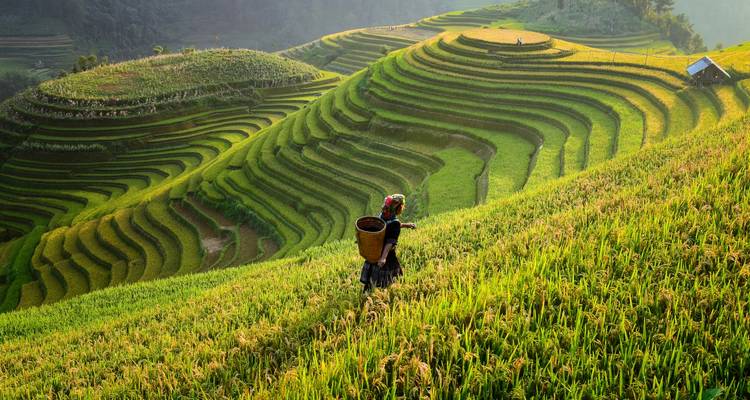 Terrassenförmige Reisfelder mit einer Person, die einen Korb trägt.