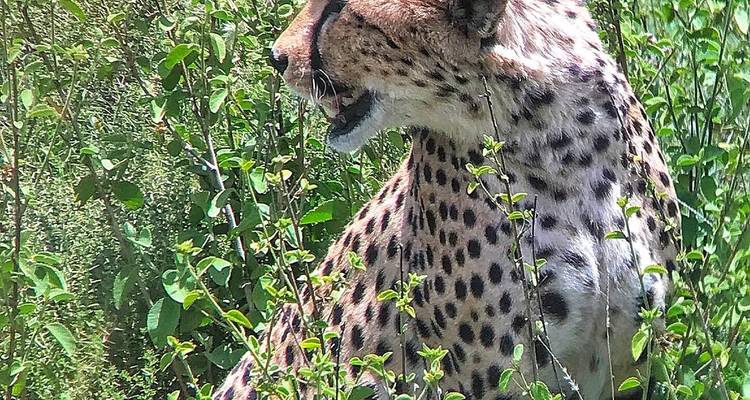 Ein Gepard, der im hohen Gras sitzt.