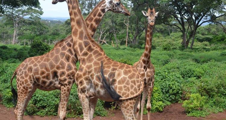 Drei Giraffen stehen zusammen in einem üppigen Waldgebiet.