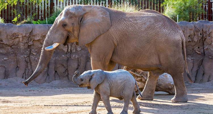 Adult and baby elephant walking along a path in a zoo or safari setting.