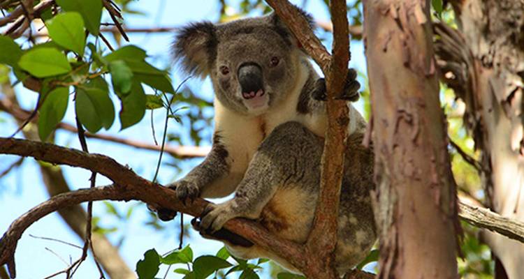 A koala sitting on a tree branch in a natural setting.