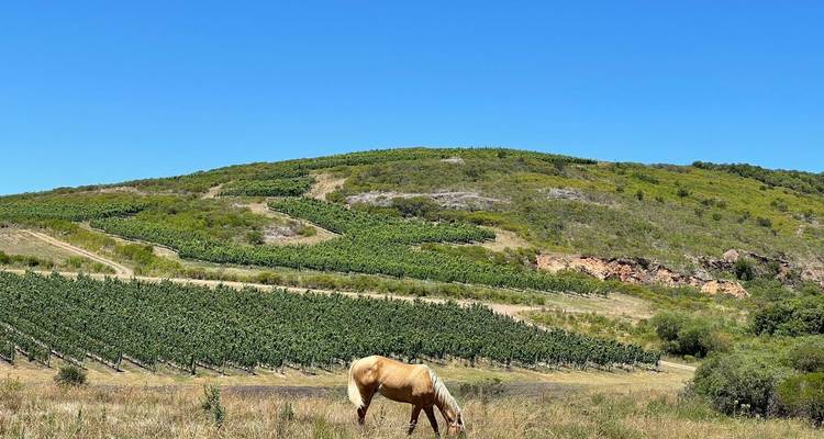 Experiencia de 8 Días - Desvela el alma de Uruguay - The Wine Experience  9