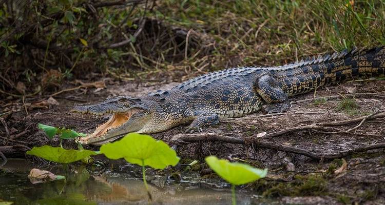 Aventure Kakadu, Katherine et Litchfield - Intrepid Travel 4