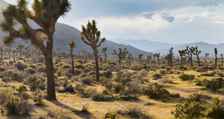 Viaje por carretera a EE.UU. - Joshua Tree y los parques del suroeste - G Adventures 4