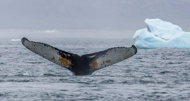 Greenland Explorer 2025 - From Iceland to Greenland (Includes one-way flight from Kangerlussuaq to Copenhagen) - Albatros Expeditions 1