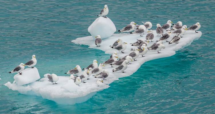 Greenland Explorer 2025 - From Iceland to Greenland (Includes one-way flight from Kangerlussuaq to Copenhagen) - Albatros Expeditions 3
